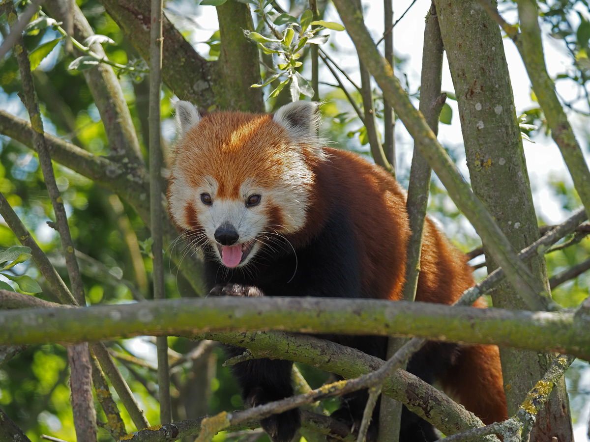 Red Panda in the treetops